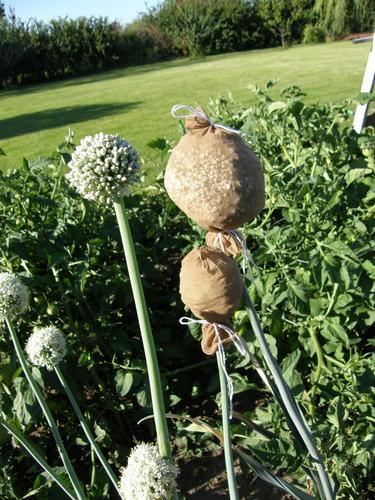Netting around a flower head. Photo by Cheryl Moore-Gough
